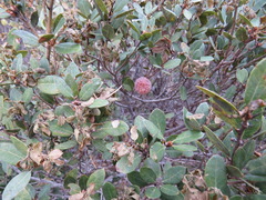 Andricus vacciniifoliae