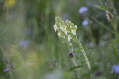 Pedicularis tuberosa