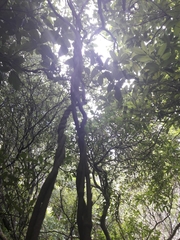 Melicytus ramiflorus