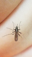 Aedes atlanticus