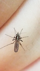 Aedes atlanticus
