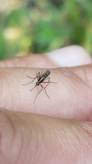 Aedes atlanticus