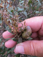 Disholandricus reniformis