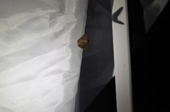 Digrammia muscariata