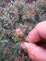 Disholandricus reniformis