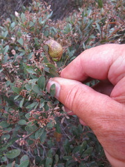 Disholandricus reniformis