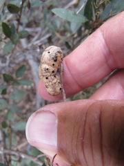 Disholandricus reniformis