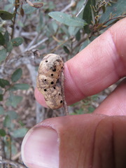 Disholandricus reniformis