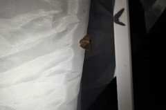 Digrammia muscariata