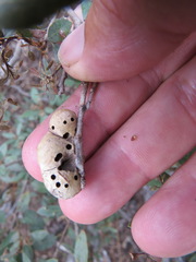 Disholandricus reniformis