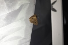 Digrammia muscariata