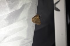 Digrammia muscariata