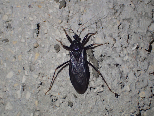 Reduvius personatus
