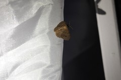 Digrammia muscariata