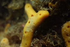 Callyspongia