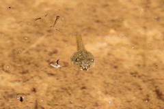 Hyla arenicolor
