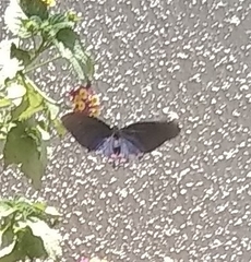 Mimoides thymbraeus aconophos