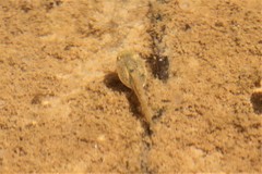 Hyla arenicolor