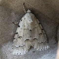 Acronicta innotata