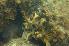 Callyspongia