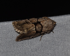 Sympistis dinalda