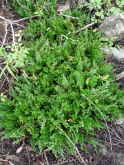 Selaginella convoluta