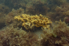 Callyspongia