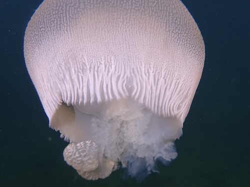 photo of Blue Blubber Jelly (Catostylus mosaicus)