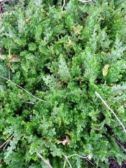 Selaginella convoluta