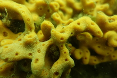 Callyspongia