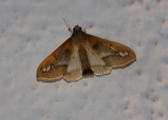 Diaphania fumosalis
