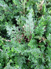 Selaginella convoluta