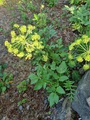 Angelica archangelica litoralis