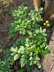 Angelica archangelica litoralis