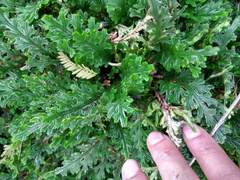 Selaginella convoluta