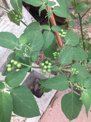 Solanum scabrum
