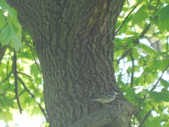 Setophaga striata