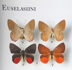 Euselasia ignitus