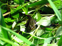 Lithobates pipiens
