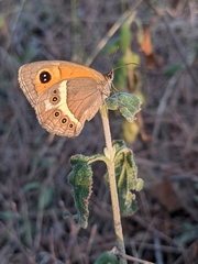 Pyronia bathseba