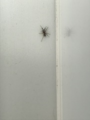 Phrurolithidae