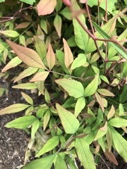 Nandina domestica