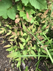 Nandina domestica