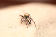 Phidippus vexans