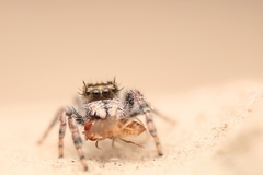 Phidippus vexans