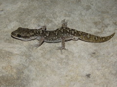 Diplodactylus calcicolus