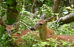 Odocoileus virginianus