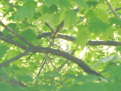 Setophaga ruticilla