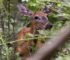 Odocoileus virginianus