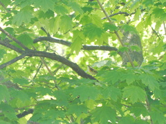 Setophaga ruticilla